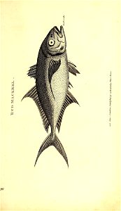 n812_w1150