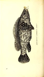 n681_w1150