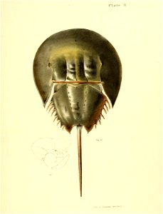 n474_w1150