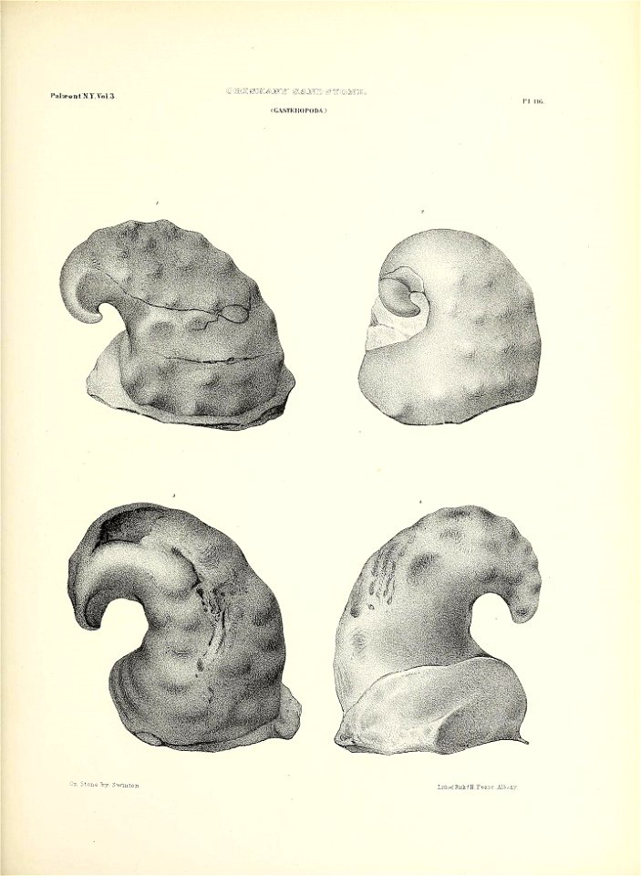 n558_w1150
