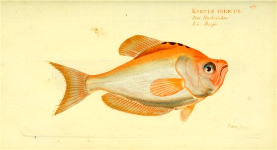 n126_w1150