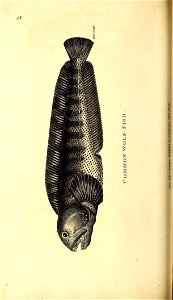 n133_w1150