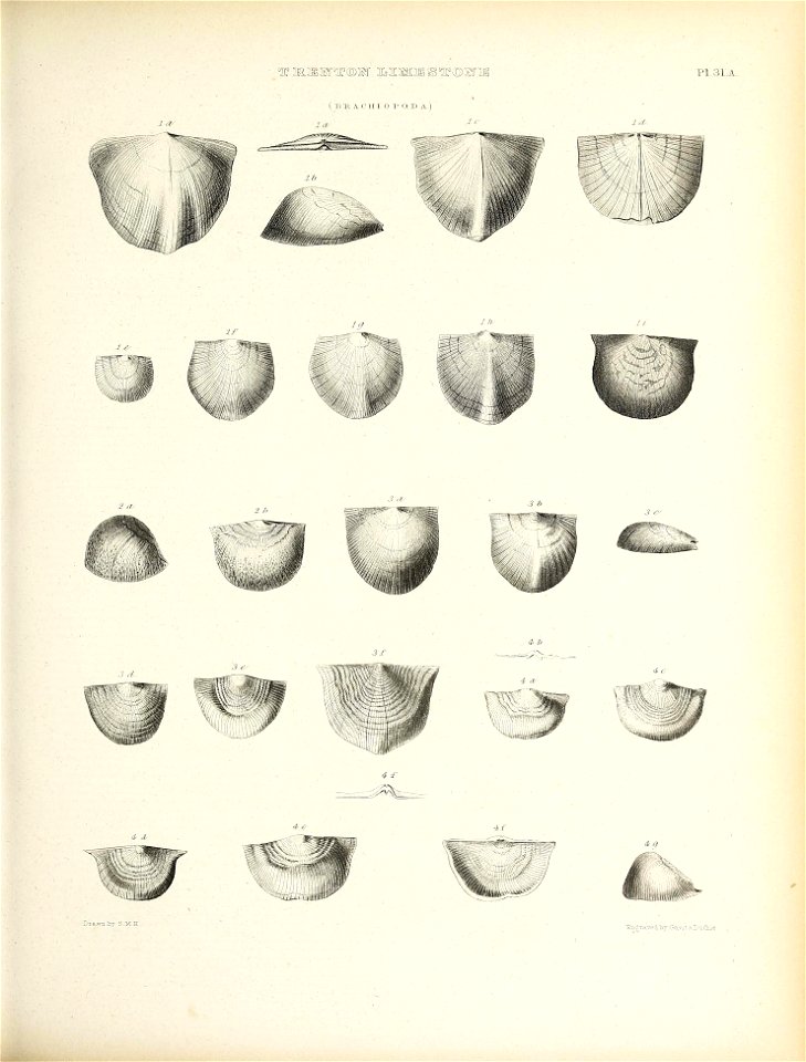 n514_w1150