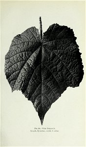 n446_w1150