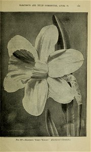 n1294_w1150