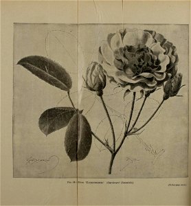 n983_w1150