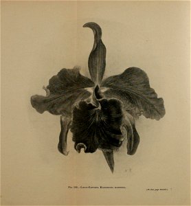 n1271_w1150