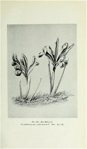 n512_w1150