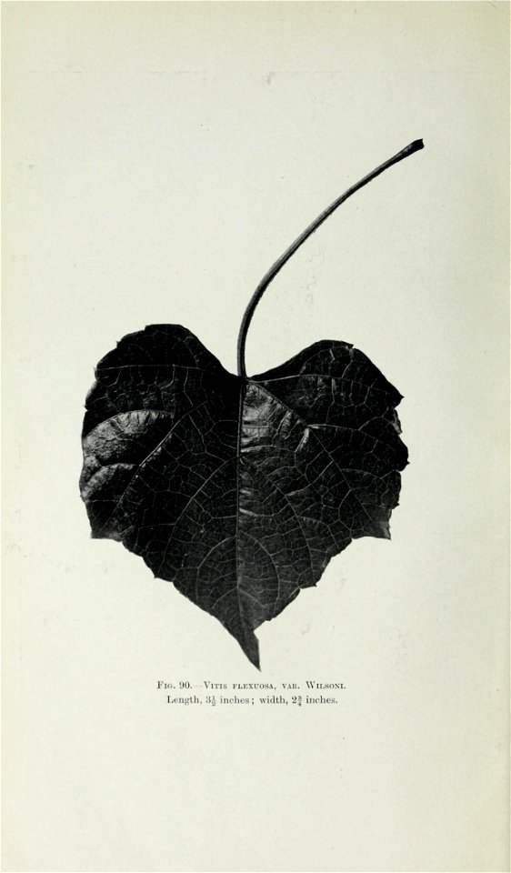 n439_w1150