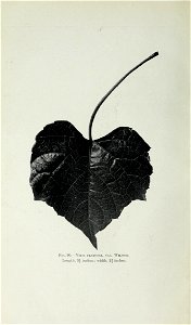 n439_w1150