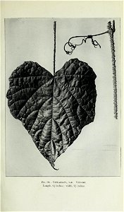 n438_w1150