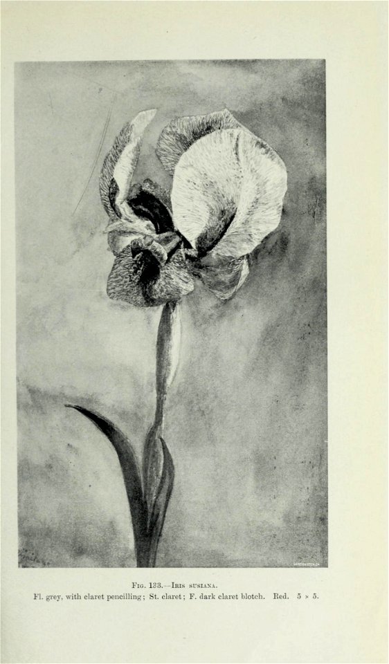 n532_w1150