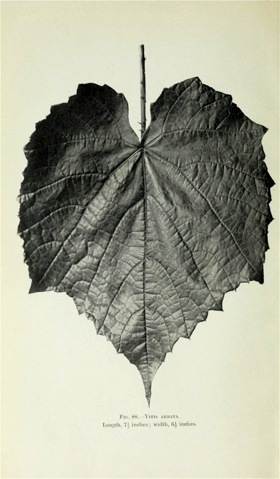 n435_w1150