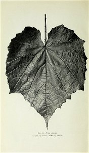 n435_w1150