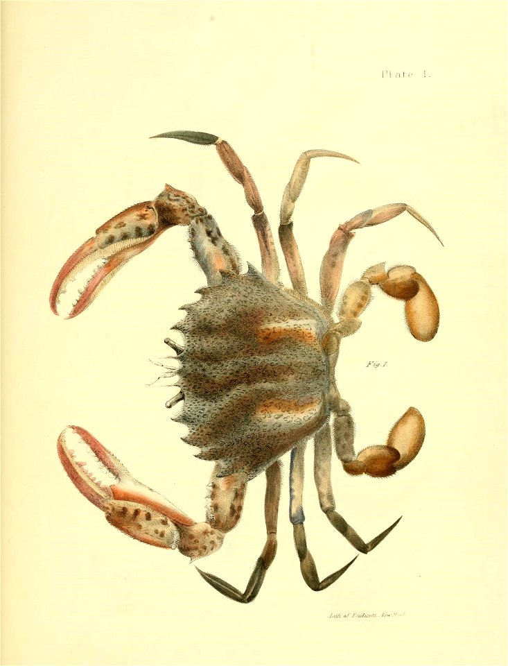 n454_w1150