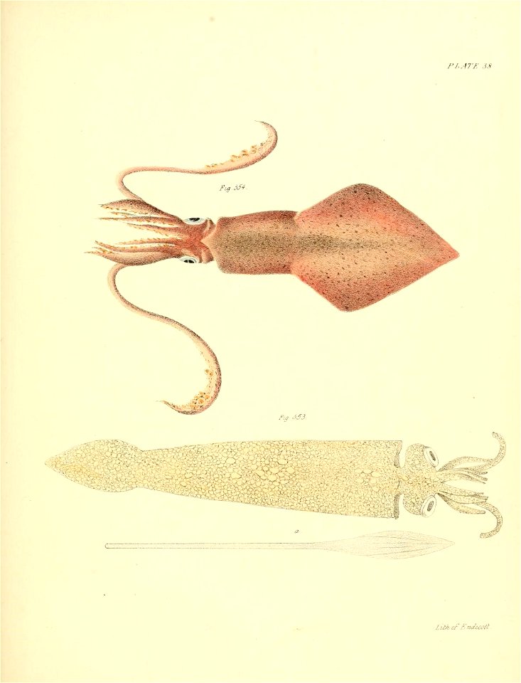 n446_w1150