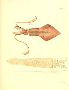 n446_w1150