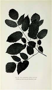 n79_w1150