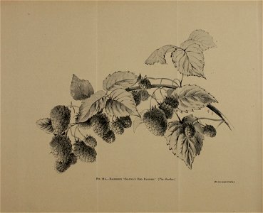 n1365_w1150
