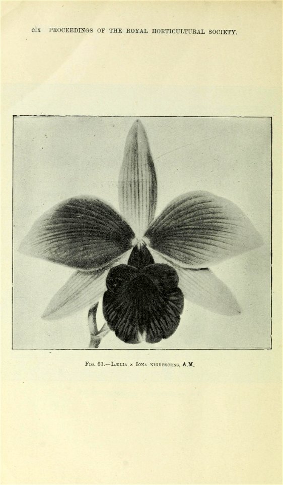 n523_w1150