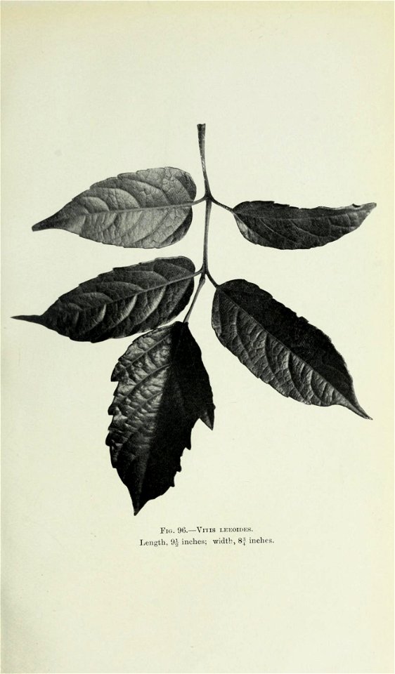 n444_w1150