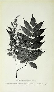 n81_w1150