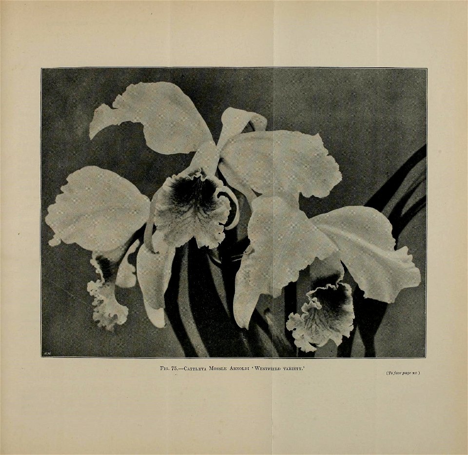n902_w1150