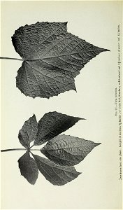 n447_w1150