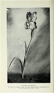 n531_w1150