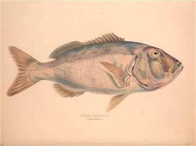 n69_w1150