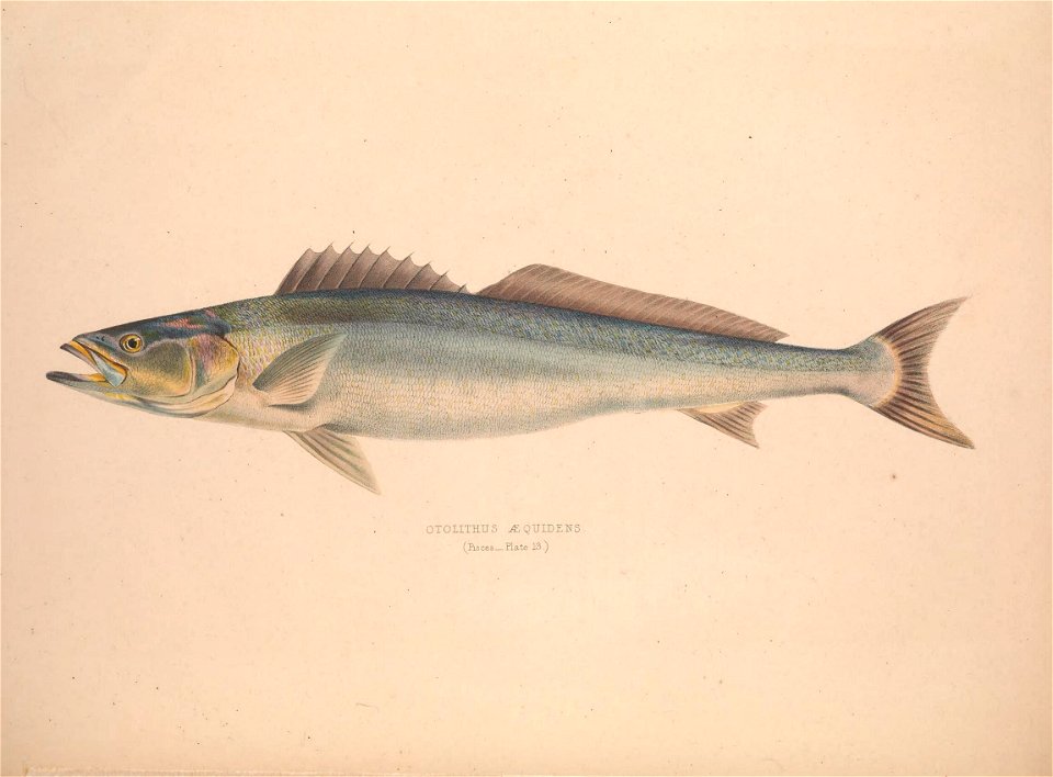 n65_w1150
