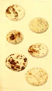 n268_w1150