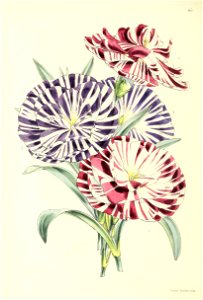 n195_w1150