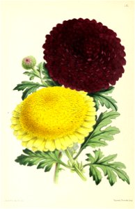 n217_w1150