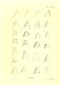 n21_w1150
