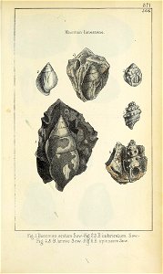 n810_w1150
