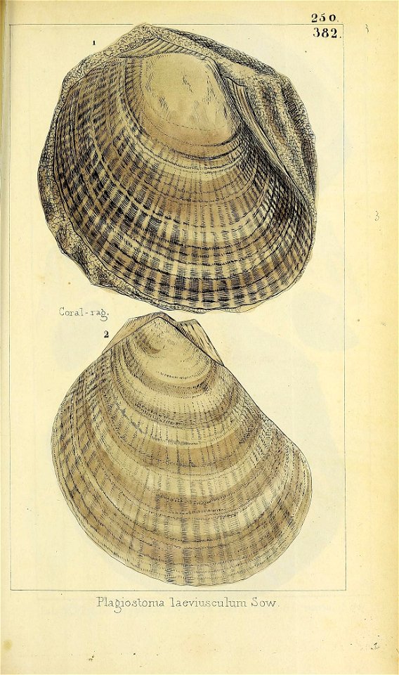 n562_w1150