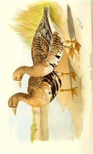 n153_w1150