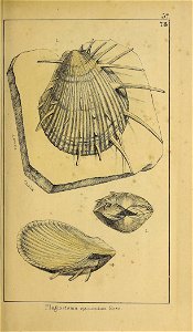 n126_w1150