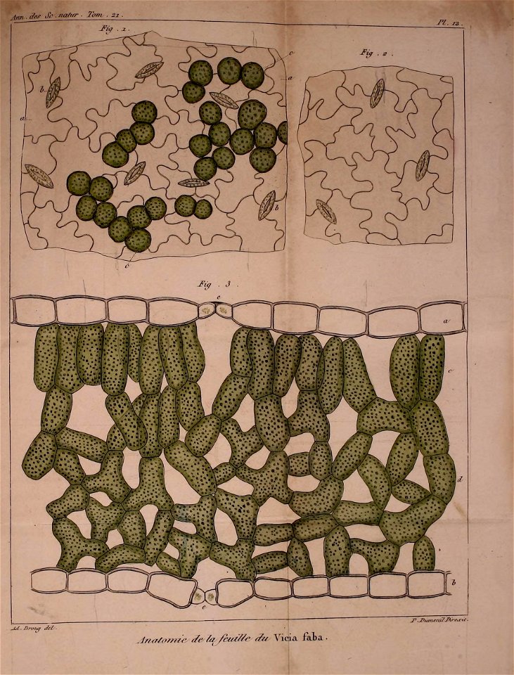 n516_w1150