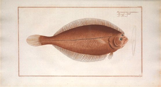 n250_w1150