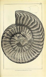 n652_w1150