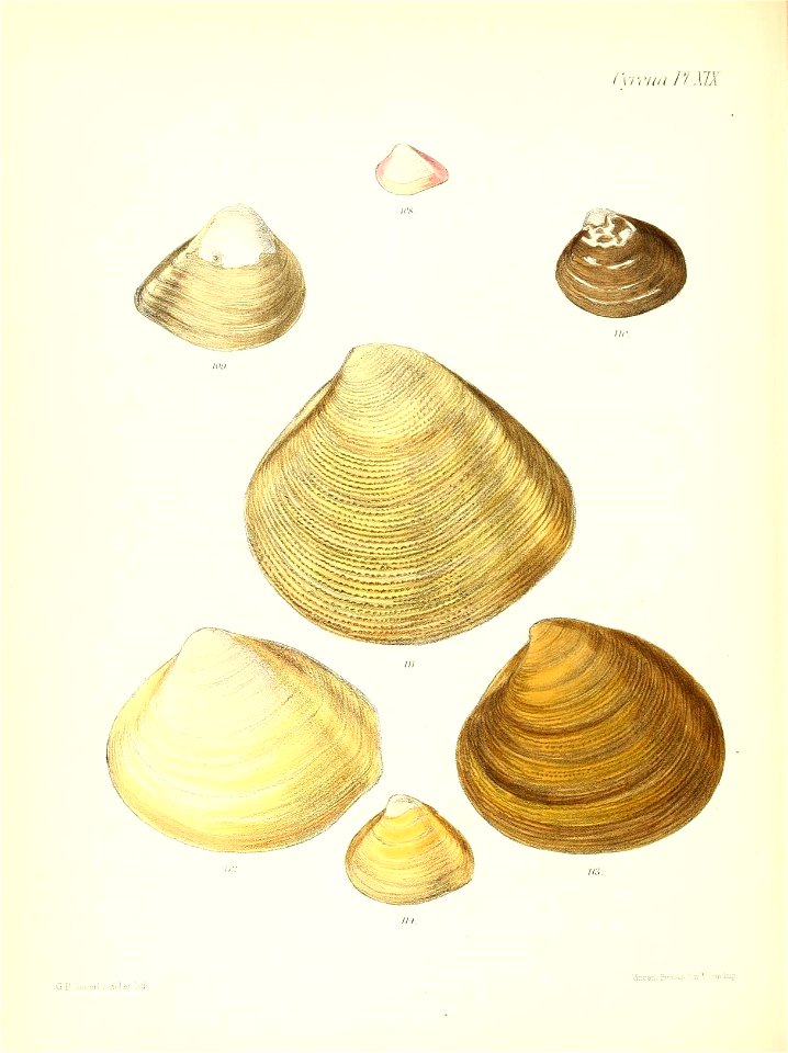 n545_w1150