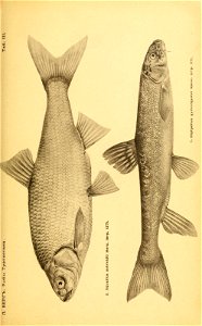 n292_w1150