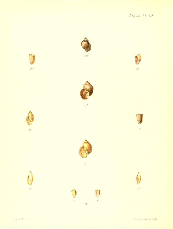 n597_w1150