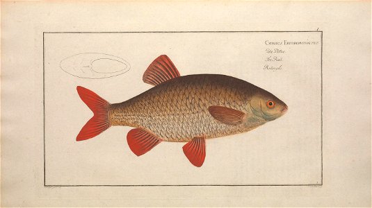 n43_w1150