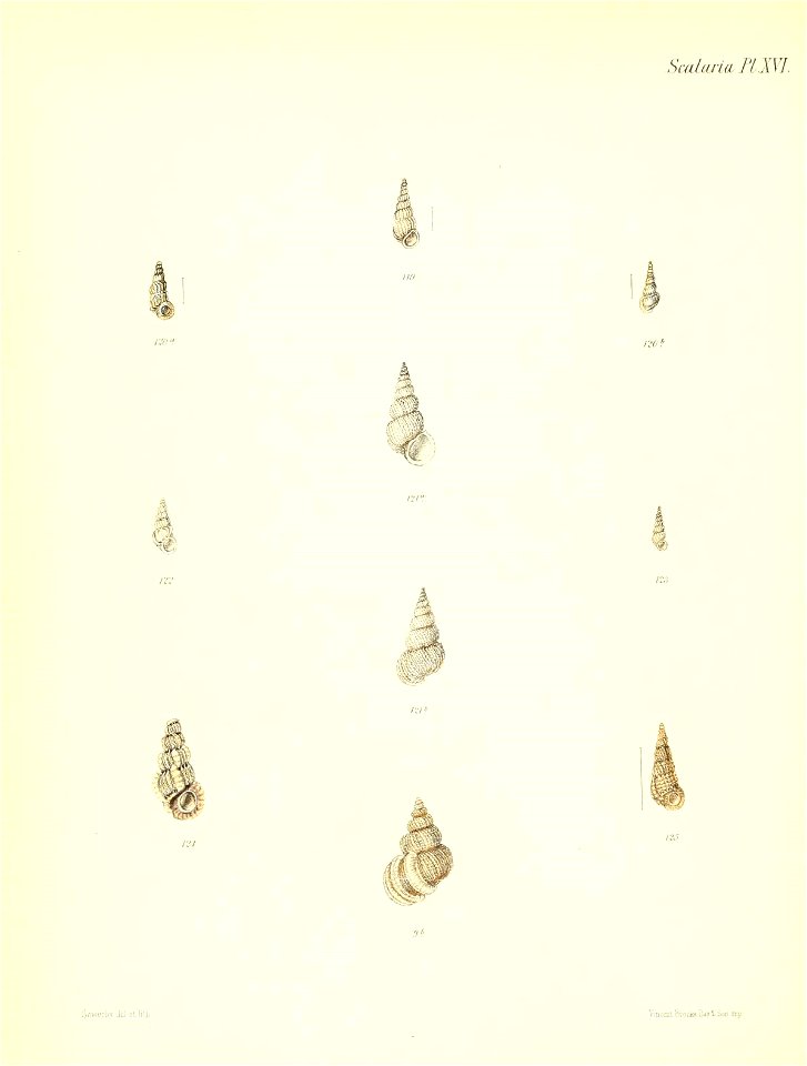 n239_w1150