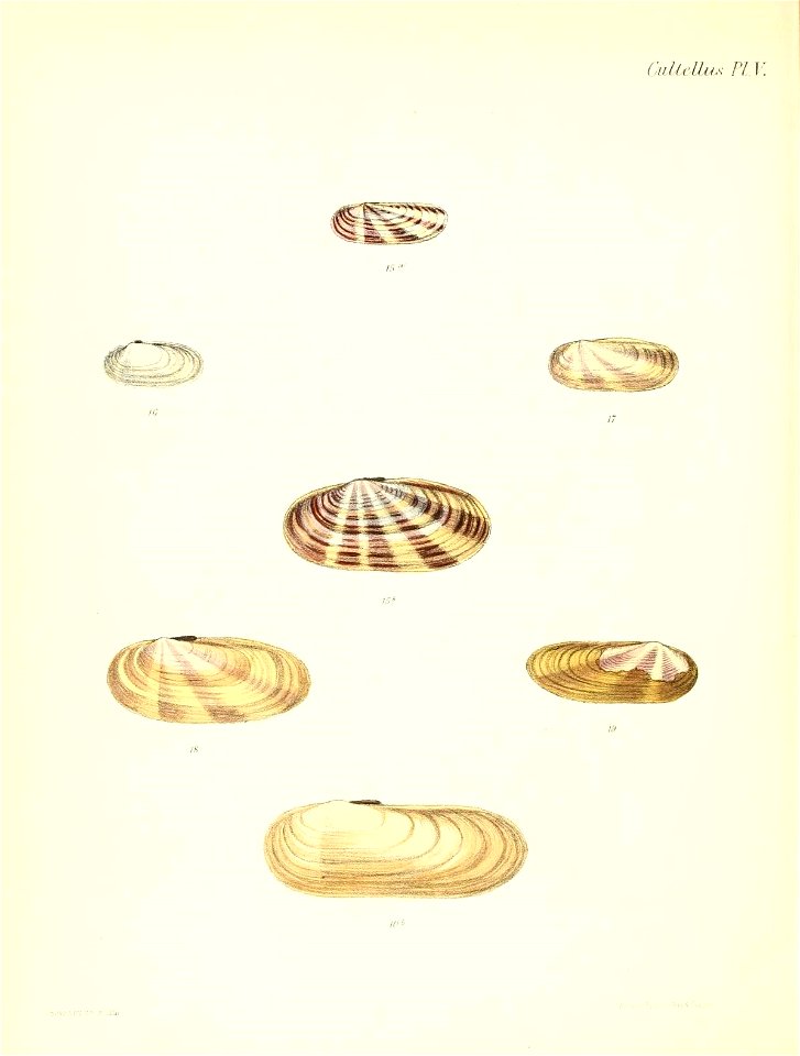 n533_w1150