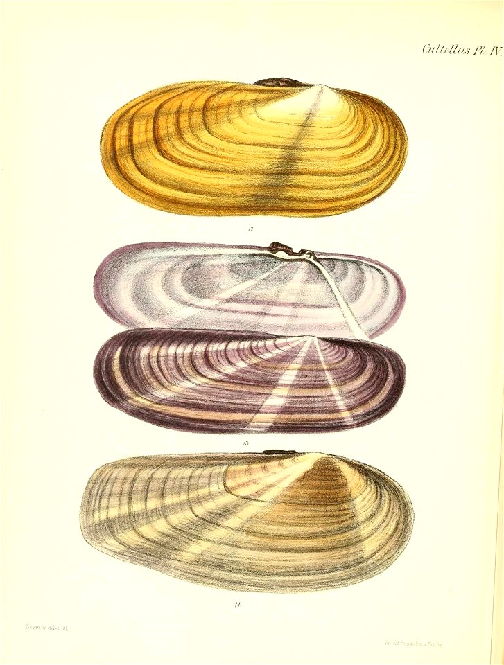 n529_w1150