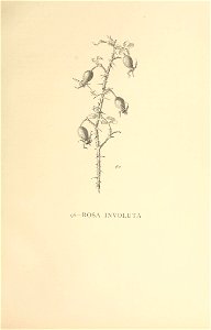 n538_w1150